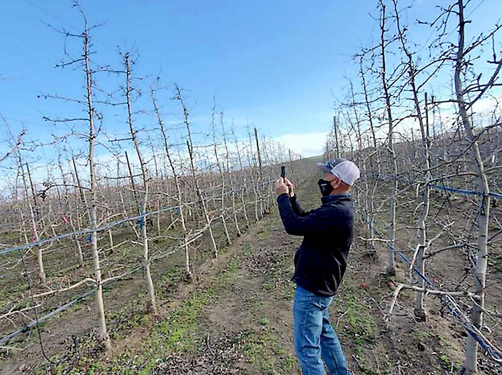 Andrew Del Rosario, a horticulturist for Washington Fruit and Produce, takes photos with the FruitScout app last spring, generating bud counts that go into the company’s crop load management calculations. (Courtesy FruitScout)