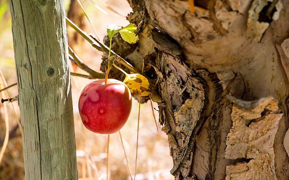 A single Rome apple dangles from a branch below the graft union of an old tree long ago grafted over to Galas. (Ross Courtney/Good Fruit Grower)