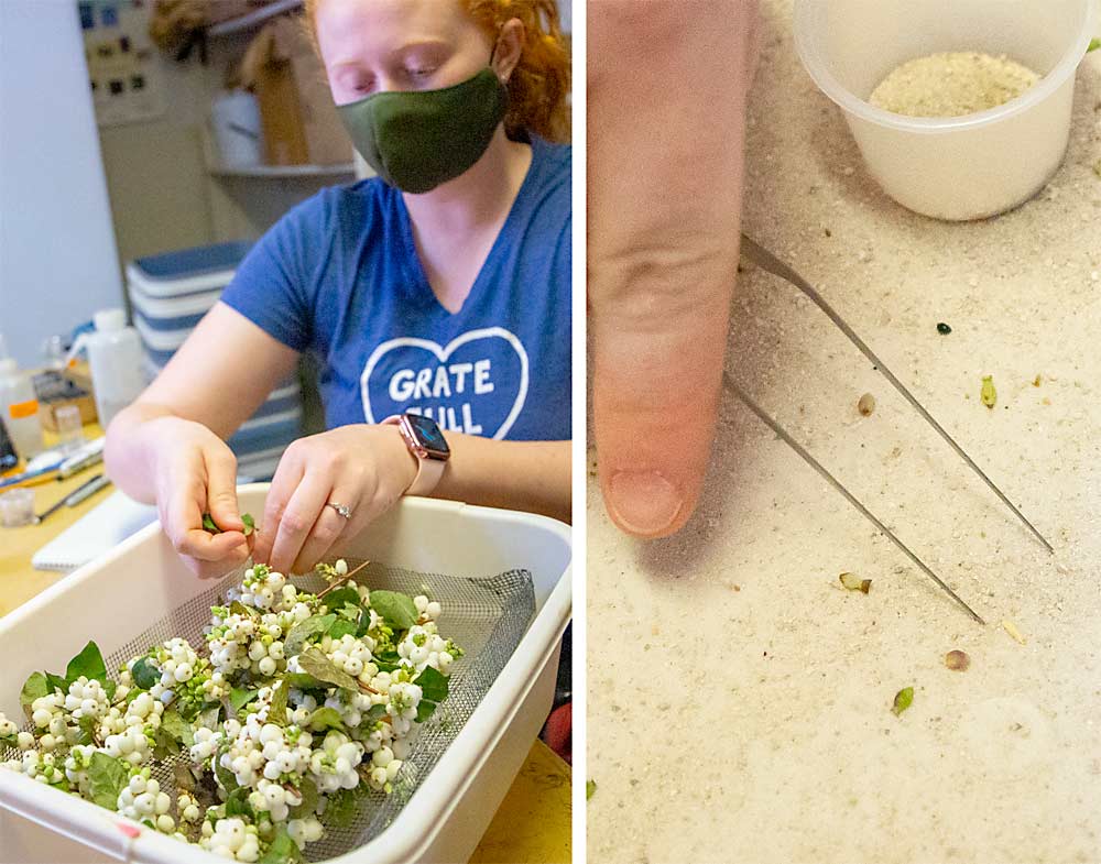 Mary Powers, a WSDA lab technician, inspects snowberry samples in Yakima for fly larvae (left), then uses forceps to collect a larva that falls into the bucket (right). Powers places sand in the bucket to mimic soil, in which larvae pupate over the winter. (Ross Courtney/Good Fruit Grower)