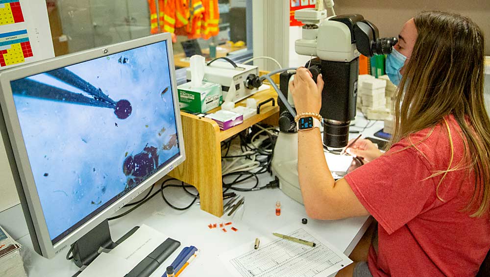 Kaylin Burge, a WSDA agricultural aide, pulls apart the abdomen of a female fly in September at the agency’s Yakima laboratory to determine its species. Adult apple maggot females have a longer ovipositor than snowberry flies, a close cousin. (Ross Courtney/Good Fruit Grower)