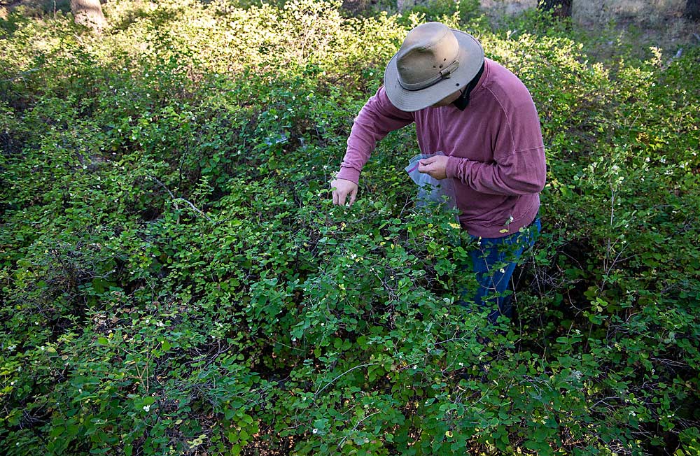 Joshua Milnes, an entomologist with the Washington State Department of Agriculture, collects snowberry samples in August at Fort Simcoe Historical State Park near White Swan, Washington. (Ross Courtney/Good Fruit Grower)