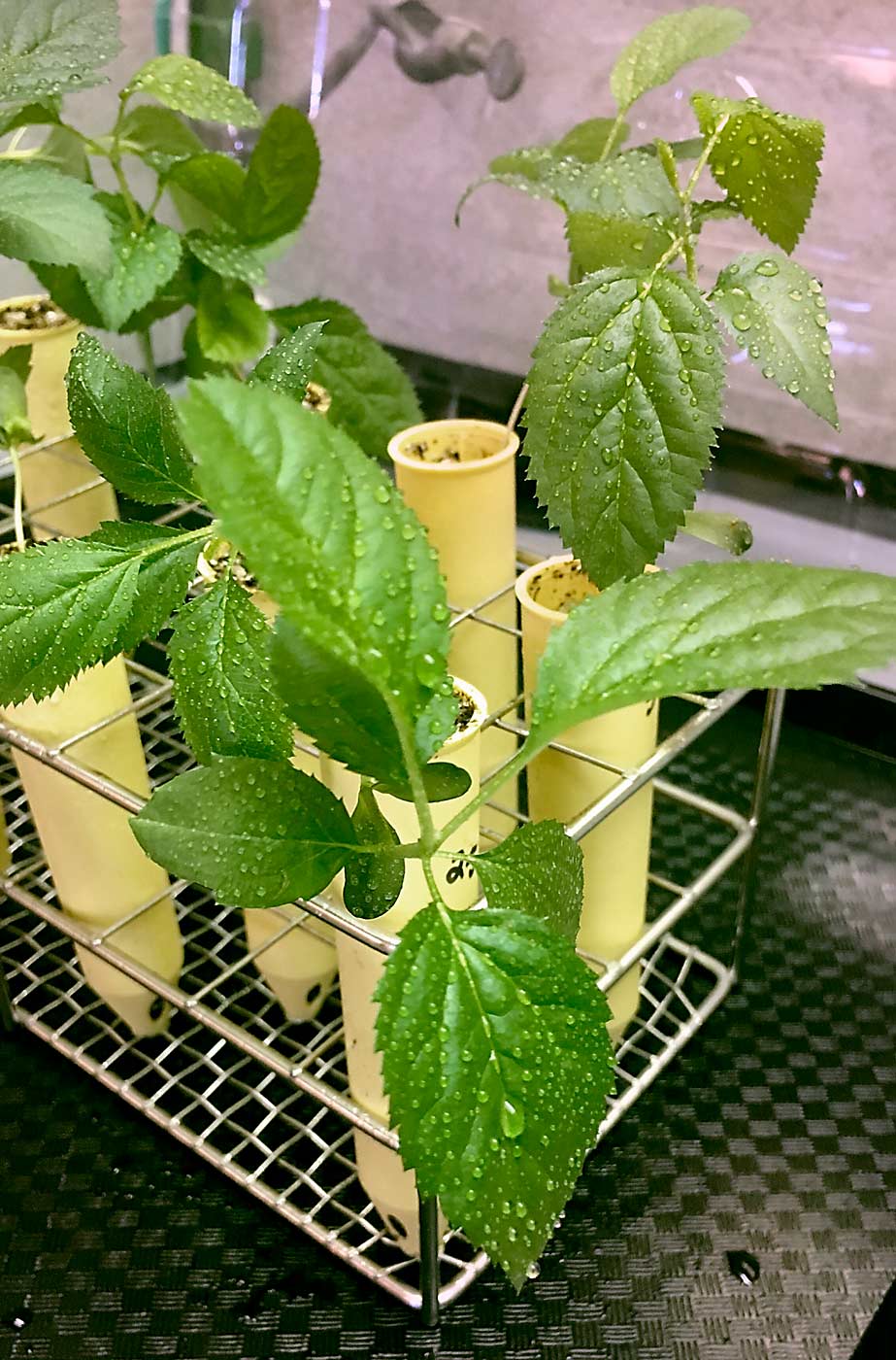 DeGenring sprayed chitosan on apple seedlings as part of a lab trial. Other trials include commercial orchards in New Hampshire and research blocks in Pennsylvania. So far, chitosan’s effects on apple scab look promising. (Liza DeGenring/University of New Hampshire)