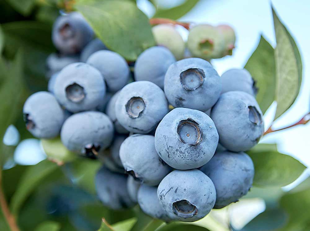 ArabellaBlue, a recent release from Fall Creek Farm & Nursery, is a high-chill variety that ripens in midseason. Its large fruit has excellent flavor and aromatics. (Courtesy Fall Creek Farm & Nursery)