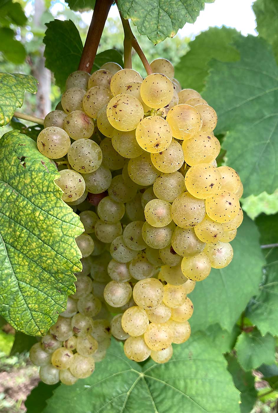 Aravelle is the latest release from Cornell University’s grape breeding program. The white wine grape’s fruit quality is similar to Riesling, one of its parents, but it’s more resistant to botrytis bunch rot, powdery mildew and downy mildew, said grape breeder Bruce Reisch. (Courtesy Bruce Reisch/Cornell University)