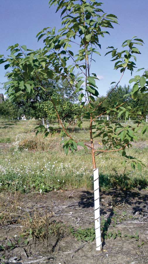 Prunus maackii growing in an orchard heavily infected with Armillaria. The tree was planted in October 2013, and the photo was taken August 2014.  (Courtesy Amy Iezzoni) 