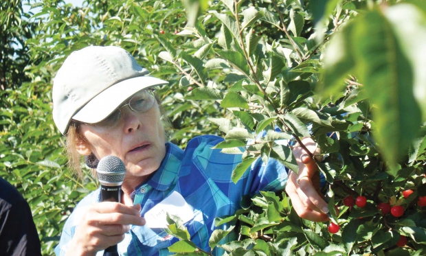 Amy Iezzoni is incorporating the chokecherry Prunus maackii in her breeding work and search for disease-resistant varieties and rootstocks. (Richard Lehnert/Good Fruit Grower)