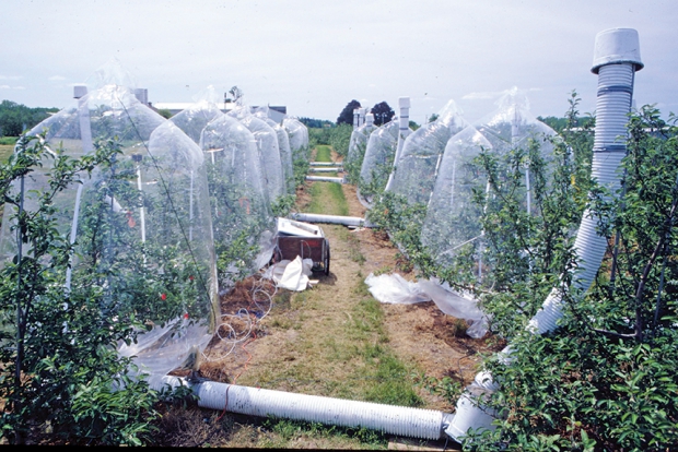 Lakso used "full canopy balloon chambers" to measure carbon dioxide removal from air to study whole tree photosynthesis and later used them to study water stress on trees.
