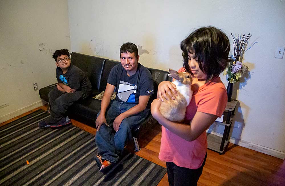 After a day of training wine grapes, Artemio Hernandez relaxes with children Angel, left, and Heydi in August at his Lodi, California, apartment. The married father of three says California’s farmworker overtime mandates have hurt his family’s finances by reducing his available hours at the same time housing and child care costs in Central California have increased. To adjust, he and his wife, Laura, have had to slash already meager expenses and sometimes work second jobs. (Ross Courtney/Good Fruit Grower)