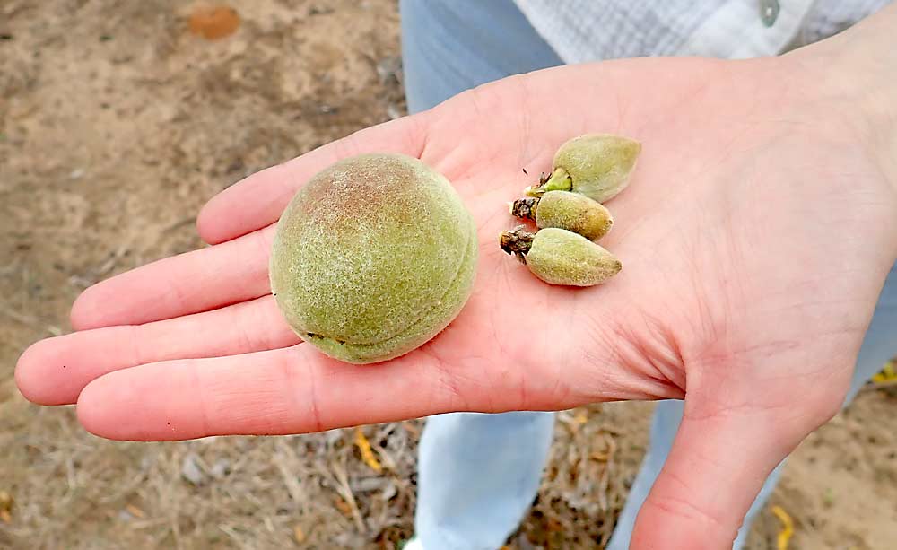 Pearson plucks a single holdout peach and three puny dead fruits from an Augustprince tree. The orchard is filled with row upon row of cultivars that have plenty of leaves but very few peaches. (Leslie Mertz/For Good Fruit Grower)