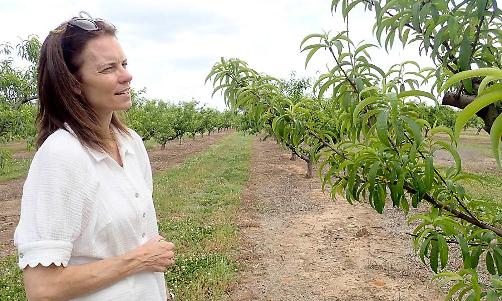 Lanier Pearson scans a peachless Augustprince tree on the family’s Pearson Farm in central Georgia. She estimates the farm lost 95 percent of its peach crop this year due to a warm winter and two blossom-killing frosts this spring. (Leslie Mertz/For Good Fruit Grower)