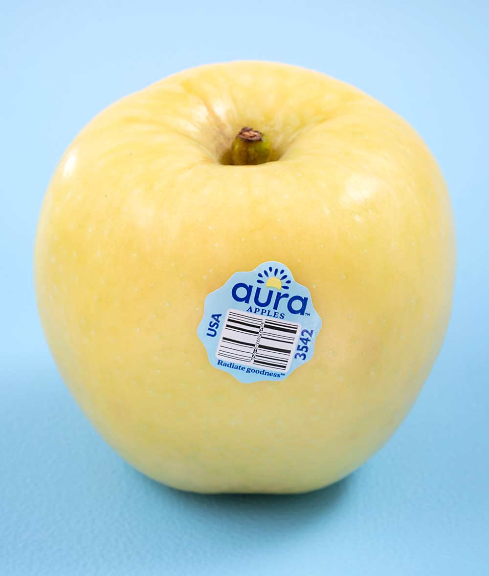 Aura Apple is a Honeycrisp and Golden Gala cross recently commercialized by Stemilt Growers. The sunny branding capitalizes on the yellow apple’s distinctive round shape and sweet taste. (Courtesy Stemilt Growers)