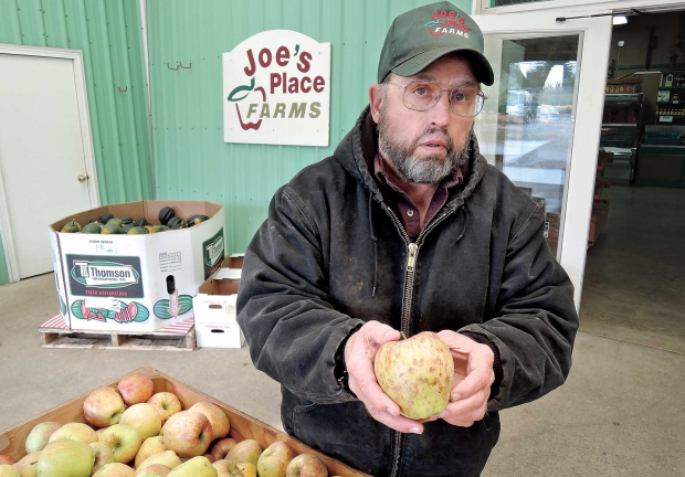 Joe Beaudoin of Joe's Place Farms, an 80-acre u-pick farmer's market in Vancouver, Washington, holds a Cameo apple damaged by brown marmorated stink bugs. He estimated that he lost most of his Granny Smith apples (about 3,000 pounds) to stink bug damage. (Courtesy Dr. Peter Shearer/Oregon State University)