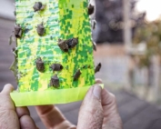 Research entomologist, Peter Landolt holds a sticky wasp trap covered with brown marmorated stink bug in a Yakima, Washington, yard on September 28, 2016. Landolt found success catching BMSB with the wasp trap by adding a commercial pheromone attractant for BMSB. (TJ Mullinax/Good Fruit Grower)