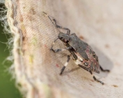 An brown marmorated nymph in it's fifth instar stage is caught in a researchers net during a search for stink bugs at Walla Walla, Washington area vineyards on October 2, 2015. (TJ Mullinax/Good Fruit Grower)