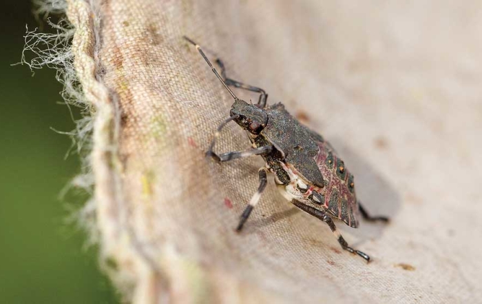 An brown marmorated nymph in it's fifth instar stage is caught in a researchers net during a search for stink bugs at Walla Walla, Washington area vineyards on October 2, 2015. (TJ Mullinax/Good Fruit Grower)