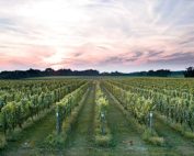 Sunset over Bedell Cellars on the North Fork of Long Island, one of the founding vineyards of Long Island Sustainable Winegrowing. A native grass cover crop grows between the rows of Chardonnay, Gewurztraminer and Riesling. (Courtesy W Studios New York)
