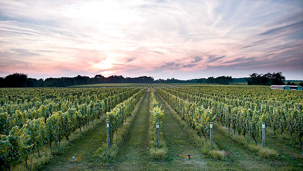 Sunset over Bedell Cellars on the North Fork of Long Island, one of the founding vineyards of Long Island Sustainable Winegrowing. A native grass cover crop grows between the rows of Chardonnay, Gewurztraminer and Riesling. (Courtesy W Studios New York)