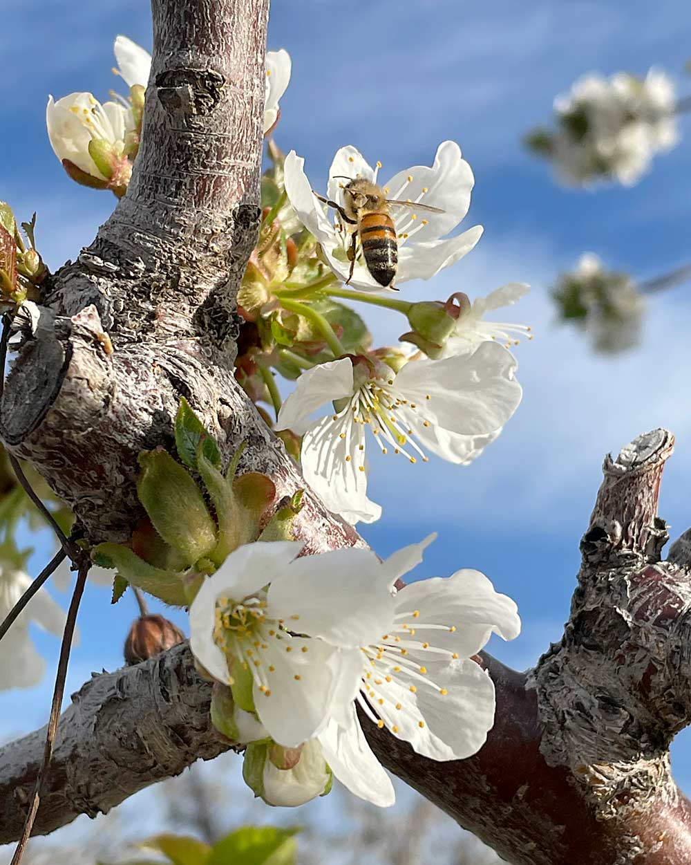Pollination relies on bee activity, which is influenced by weather conditions, but wind or high temperatures can dry out the pollen. (Courtesy Jennifer Wiggs)