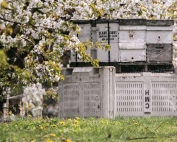 Placing honeybee hives on top of fruit bins helps keep the hive from getting damp when sprinklers are running in orchard rows. (TJ Mullinax/Good Fruit Grower)
