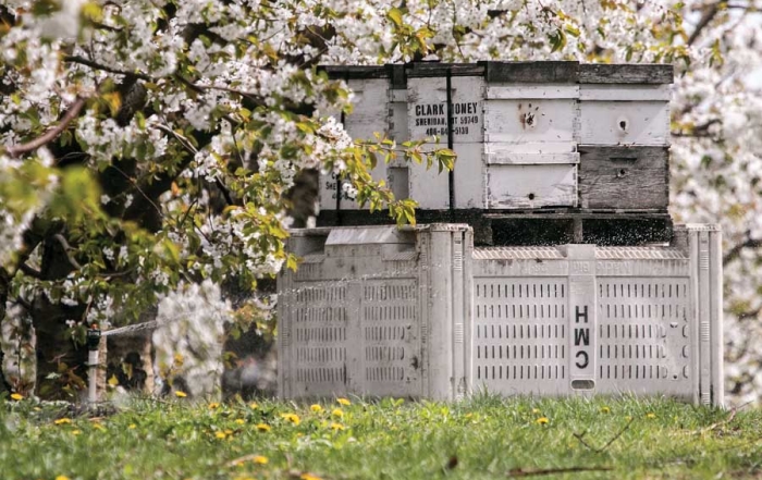 Placing honeybee hives on top of fruit bins helps keep the hive from getting damp when sprinklers are running in orchard rows. (TJ Mullinax/Good Fruit Grower)