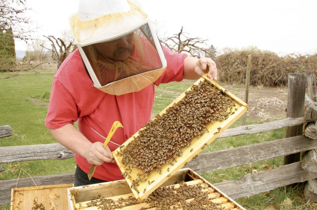 Beekeeper Justin Vincett of Ellensburg, Washington, holds a frame of honeybees. (Melissa Hansen/Good Fruit Grower)