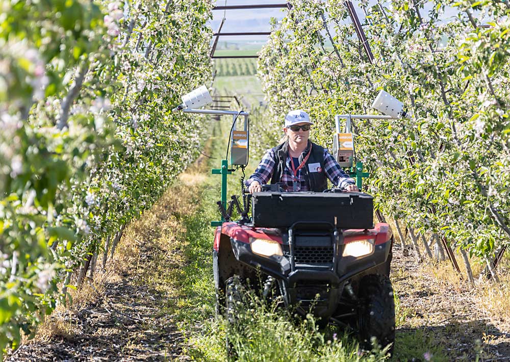 Teah Smith applies lacewing larvae to an apple block at Zirkle Fruit’s Valentine Ranch in Washington’s Columbia Basin, using Airbug blowers developed by Koppert, a Dutch biological control company. The demonstration was part of a beneficial insect application tour in 2022. (Kate Prengaman/Good Fruit Grower)