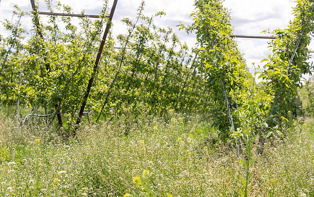 As part of their IPM program, Zirkle Fruit waits to mow until after bloom, said entomologist and ag consultant Teah Smith during a tour about beneficial insect management. “I want to make sure we are providing a nice habitat for natural enemies and pollinators,” she said. This block sits next to an intentional planting of native plants to support beneficial insects along the slopes of a pond. (Kate Prengaman/Good Fruit Grower)