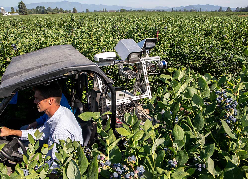 Steve Mantle of innov8.ag drives his scanners through a Draper blueberry field in July at Sakuma Bros. Farms in Burlington, Washington, as part of the industry-funded BerrySmart project. (Ross Courtney/Good Fruit Grower)