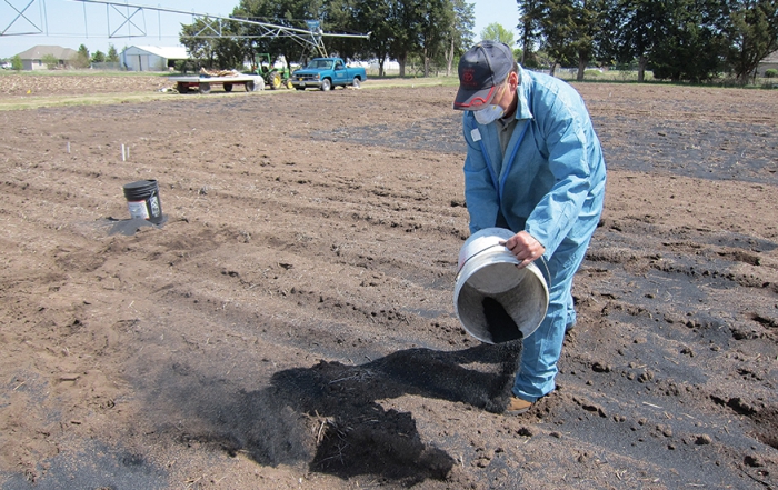A worker spreads biochar on a research plot at Iowa State University. The material increases waterholding capacity. (Courtesy Ajay Nair)