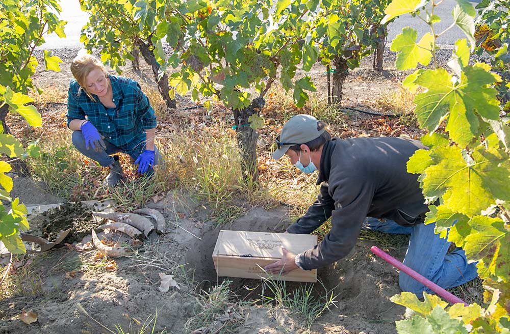 After emptying the summer silica, Bukovinsky and Sarah Hedges Goedhart, general manager and winemaker at Hedges, refill the cow horns with manure and bury them with a bottle of Champagne for the winter in a block of Syrah near the tasting room. On the spring equinox, the staff and wine club members will celebrate by digging up the treasure and toasting the upcoming season. (Ross Courtney/Good Fruit Grower)