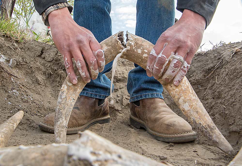 James Bukovinsky, Hedges vineyard manager, buries silica-filled cow horns in April as a way to link the energy of the soil to the cosmos. The silica, when unearthed in the fall, would be used in preparations. Cow horns are one of the most recognizable aspects of biodynamic farming. (Ross Courtney/Good Fruit Grower)