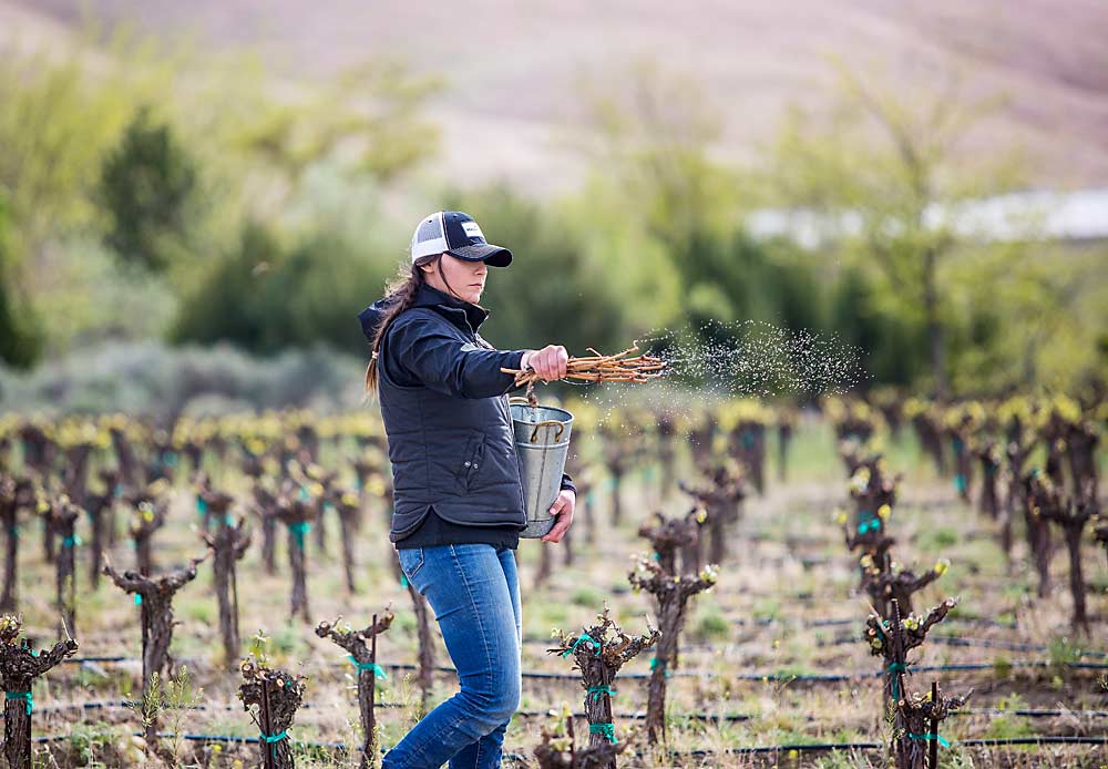 Kayla Emineth, assistant vineyard manager, uses vine cuttings to fling fertilizer tea in April, one of the biodynamic viticulture practices employed at Hedges Family Estate vineyards near Benton City, Washington. Biodynamic production, a longstanding approach that mixes scientific, ecological and philosophical methods, is attracting interest in a West Coast wine industry where many are looking to find a winning niche. (Ross Courtney/Good Fruit Grower)