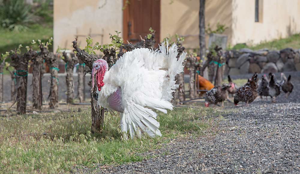 Biodynamic farming encourages animals amid the growing operation. Here, Gobbles the turkey and a flock of chickens search for bugs amid Syrah vines in April at Hedges Family Estate. (Ross Courtney/Good Fruit Grower)