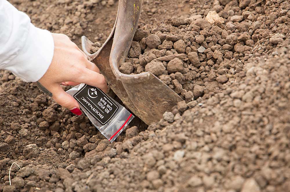 Leonora Thelan applies a biodynamic preparation, an herb mixture, to cow manure compost in September at Wilridge Winery’s estate vineyard near Yakima, Washington. (Ross Courtney/Good Fruit Grower)