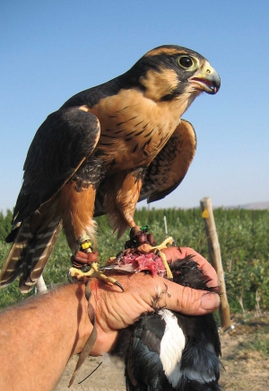 Aplomado falcon. (Courtesy Amy Stroth for Advanced Avian Abatement) 