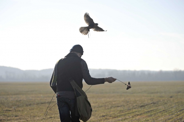 Justin Robertson and one of his aplomado falcons. (Courtesy Amy Stroth for Advanced Avian Abatement)