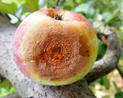 An apple with bitter rot disease, caused by a Colletotrichum fungus. Cornell University plant pathologists have identified a new fungal pathogen that causes bitter rot disease in apples. (Courtesy Srdjan Acimovic/Cornell University)