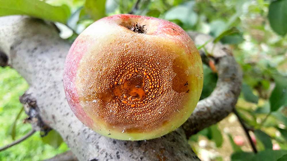 An apple with bitter rot disease, caused by a Colletotrichum fungus. Cornell University plant pathologists have identified a new fungal pathogen that causes bitter rot disease in apples. (Courtesy Srdjan Acimovic/Cornell University)