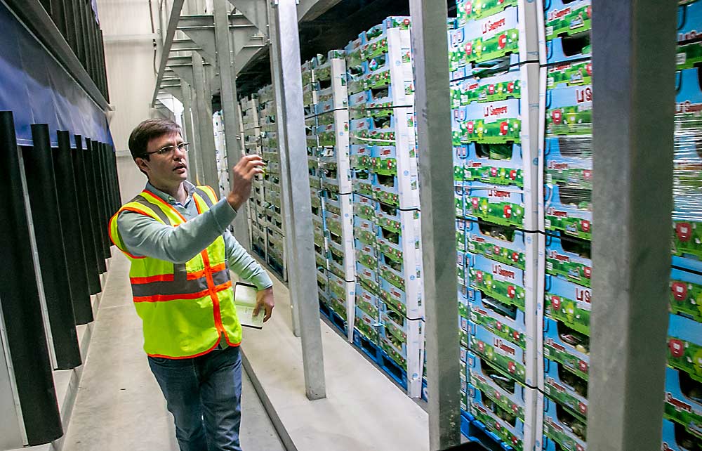 As part of a Washington State University analysis of pear postharvest practices, Rob Blakey jots notes in the conditioning room of Stemilt Growers in Wenatchee, Washington, in 2017. Blakey now works for Stemilt. Company CEO West Mathison said investments in conditioning across the pear industry are starting to pay off. (Ross Courtney/Good Fruit Grower)