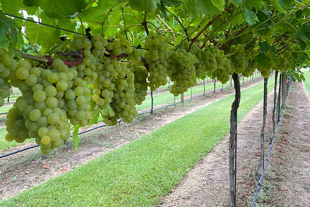 Blanc du Bois is a popular hybrid grape variety in eastern Texas, valued for its tolerance to Pierce’s disease. (Courtesy Justin Scheiner/Texas A&M University)