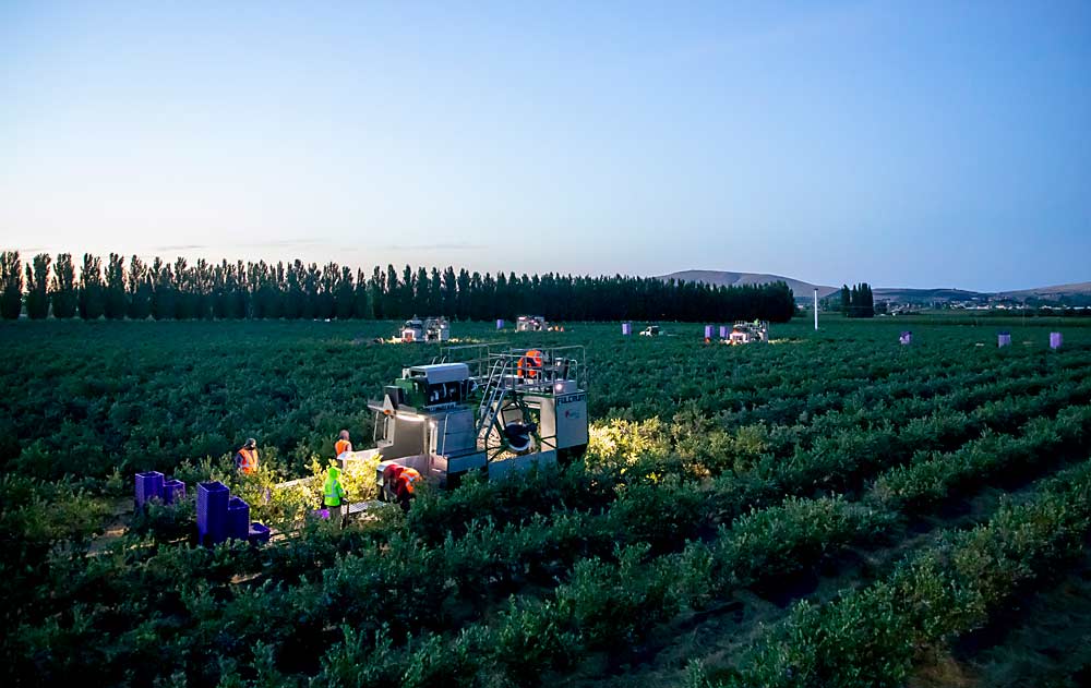 A fleet of mechanical blueberry pickers makes its way through a predawn fresh-pack harvest in July 2020 at Roy Farms in Moxee, Washington. With rising labor costs, the blueberry industry is embracing mechanical harvest for fresh berries, and several manufacturers are looking for ways to make machines gentler on the tender fruit. (Ross Courtney/Good Fruit Grower)