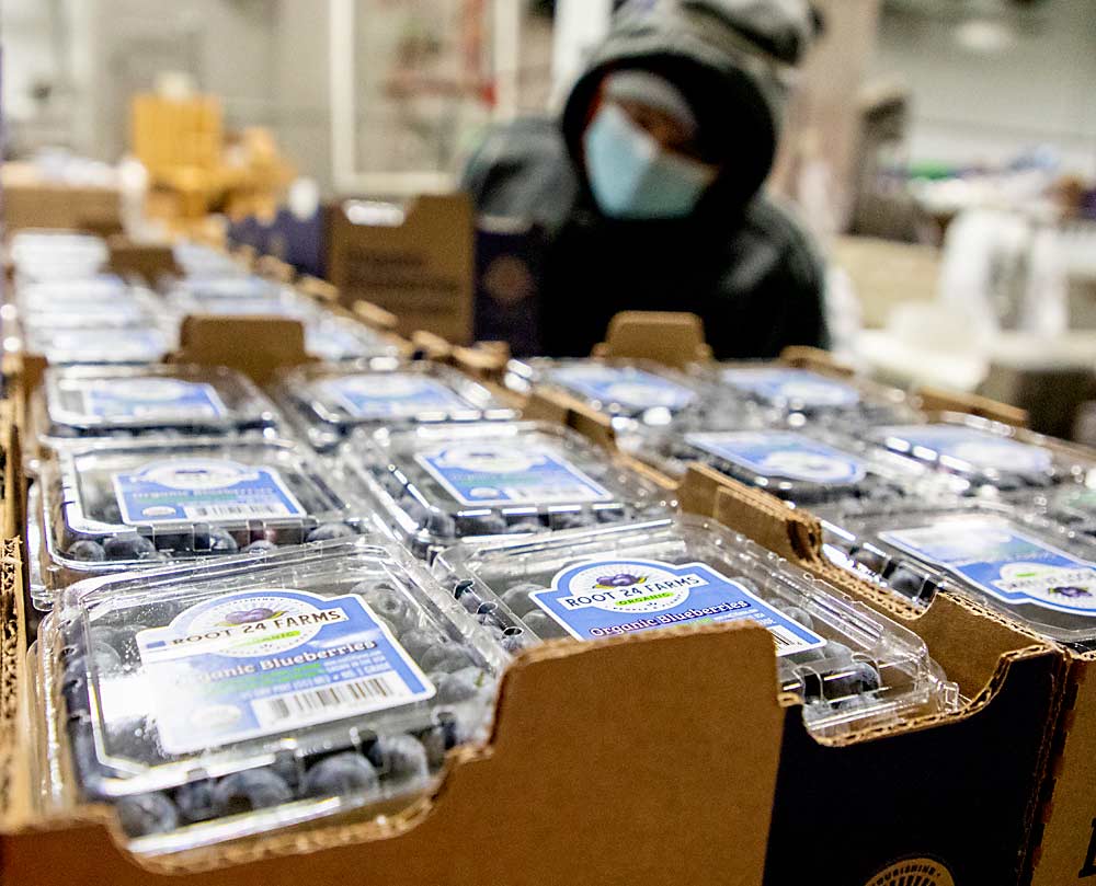 George Vallares stacks clamshell containers of fresh blueberries, picked by machine, for the fresh market in July 2020 in Roy Farms’ packing warehouse. (Ross Courtney/Good Fruit Grower)