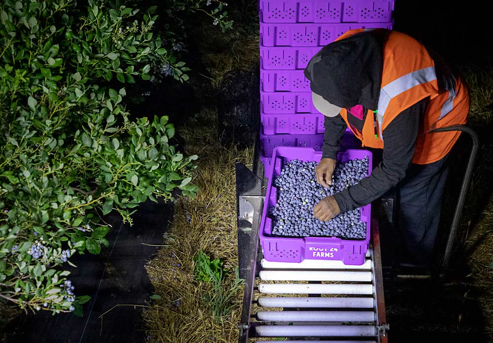 Roy Farms workers fine-tune the blueberry selection in crates rolling off the harvester before the fruit makes its way to the warehouse for fresh packaging. (Ross Courtney/Good Fruit Grower)