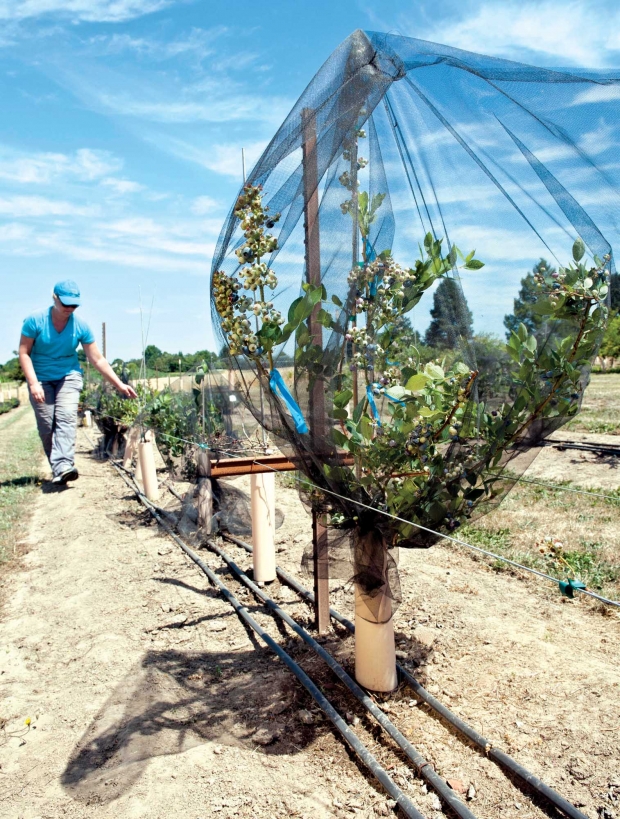 Grafted blueberry trees in test plots at Oregon State University's North Willamette Research and Extension Center in Aurora, Oregon. (Courtesy Lynn Ketchum/Oregon State University)