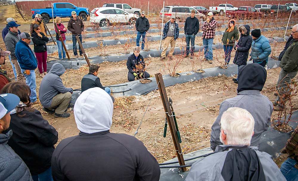 Blueberry growers gather around Strik as she demonstrates in a young field. The group later moved to the mature bushes in the background. (Ross Courtney/Good Fruit Grower)