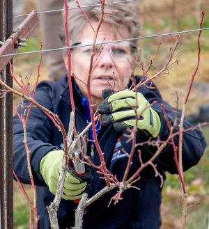 Bernadine Strik, an Oregon State University berry crop extension specialist, prunes out a “twiggy” branch on a young blueberry plant, leaving the whip clean with buds near the end. (Ross Courtney/Good Fruit Grower)