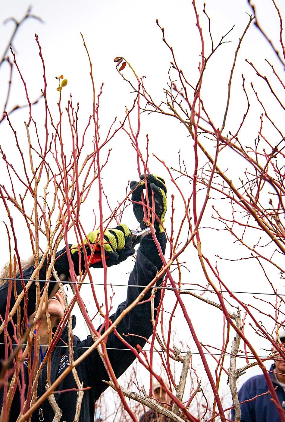 Bernadine Strik prunes in November at a workshop in a commercial field near Prosser, Washington. Strik is known for advising aggressive pruning each winter to ensure renewal growth of vigorous, 1-year-old wood to sustainably produce good berries. The grower of this block admitted he has underpruned in recent years, allowing the dense overgrowth of small, unproductive laterals. (Ross Courtney/Good Fruit Grower)