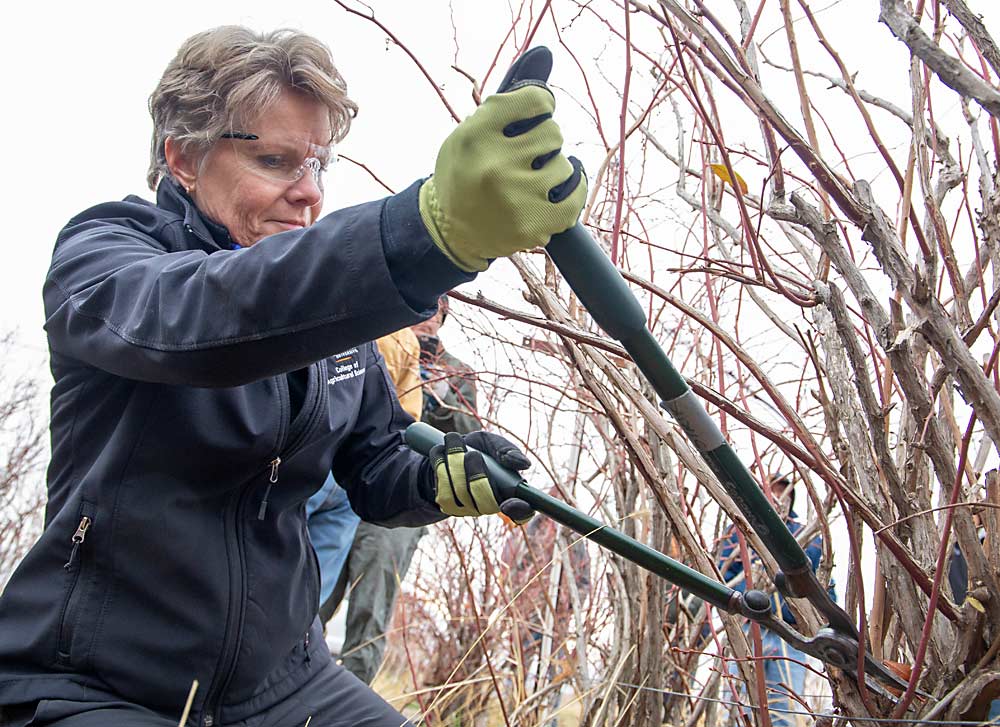 Bernadine Strik of Oregon State University leads a blueberry pruning workshop in Nov. 2019 at the Washington State University Irrigated Agriculture Research and Extension Center in Prosser. (Ross Courtney/Good Fruit Grower)