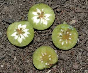 infected green berries show no symptoms unless they are cut open. The fungus begins to fill the carpels of the infected berry on the left while seeds form in the healthy berry on the right. Courtesy Jay Pscheidt