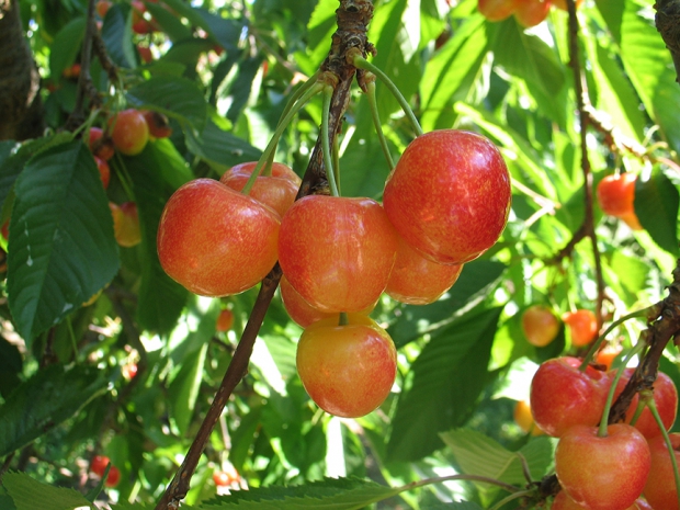Blush cherries.  (Courtesy Washington State University)
